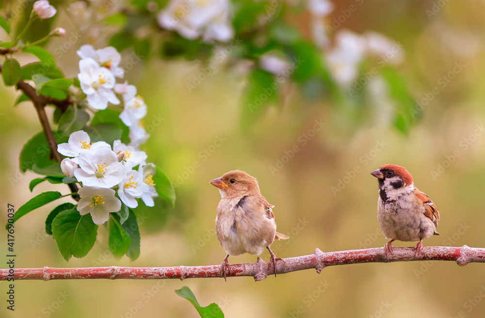 birds sparrows sit in the spring sunny blooming on the branches of an apple tree with white flowers