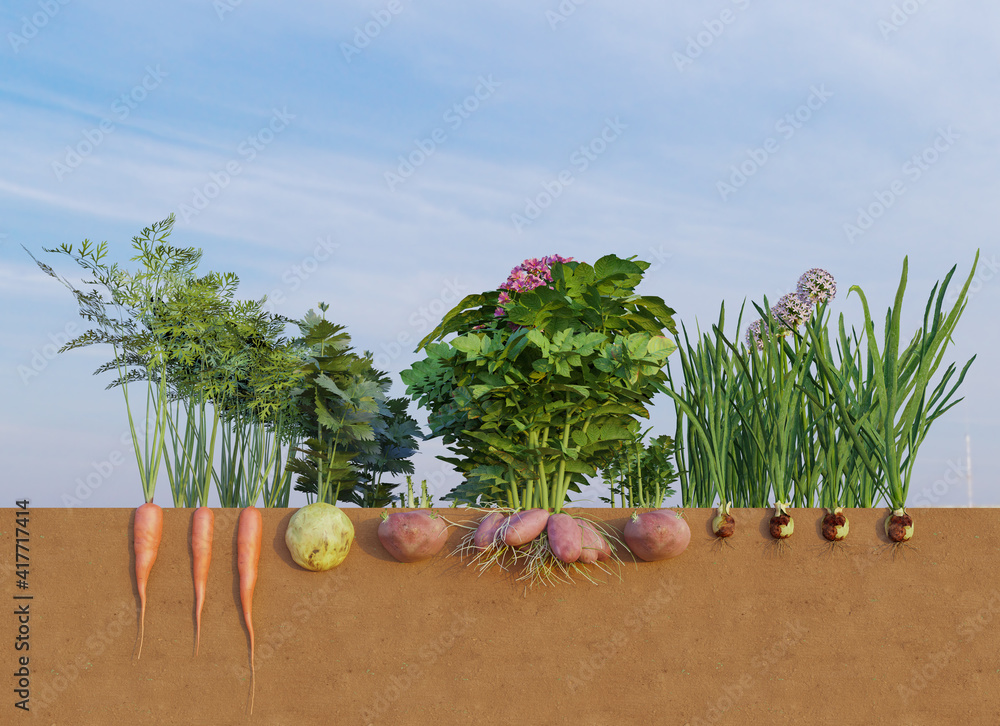 Organic and vegetables growing in soil with cross section view