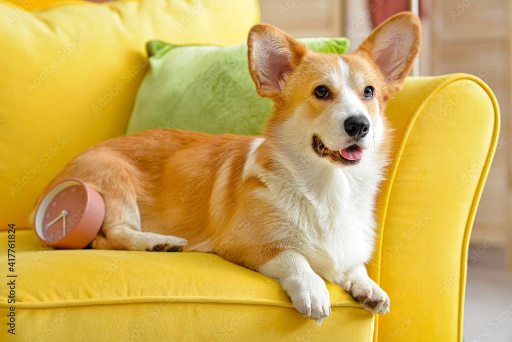 Cute dog with alarm clock on sofa at home