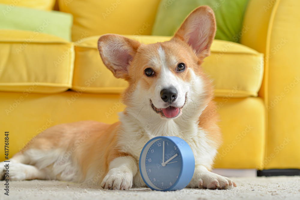 Cute dog with alarm clock at home