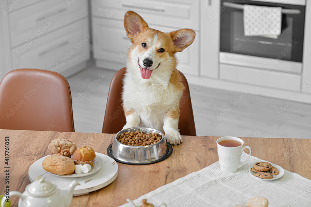 Cute funny dog at table in kitchen