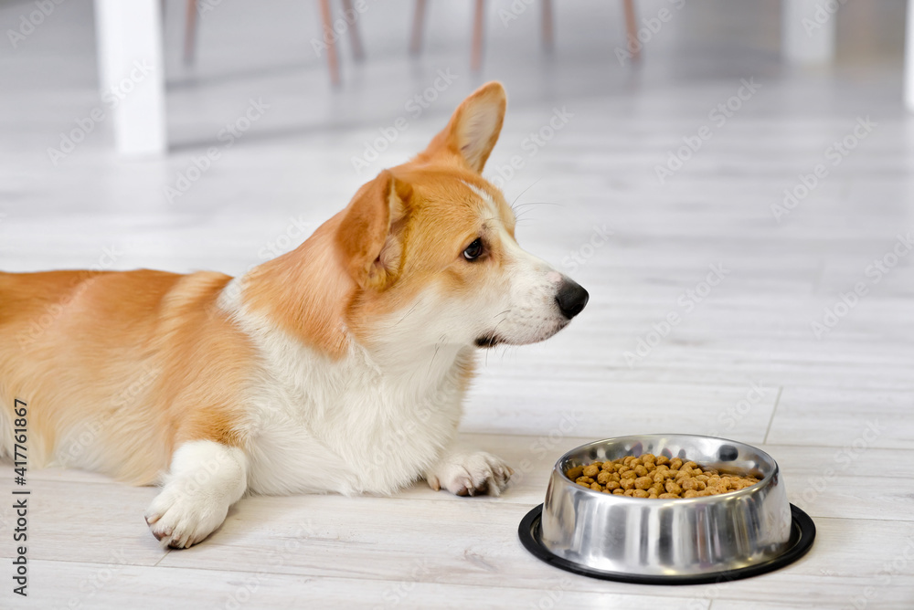 Cute dog near bowl with food at home