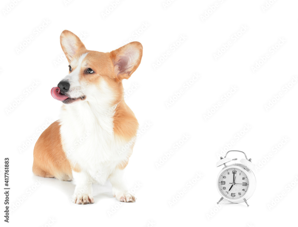 Cute dog with alarm clock on white background