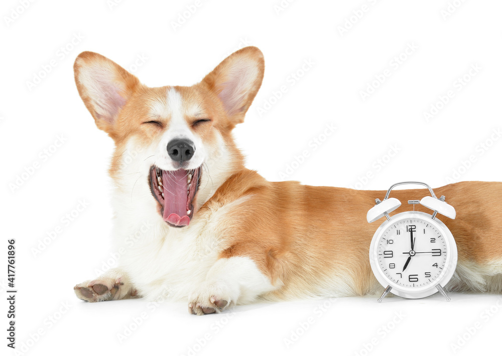 Cute dog with alarm clock on white background