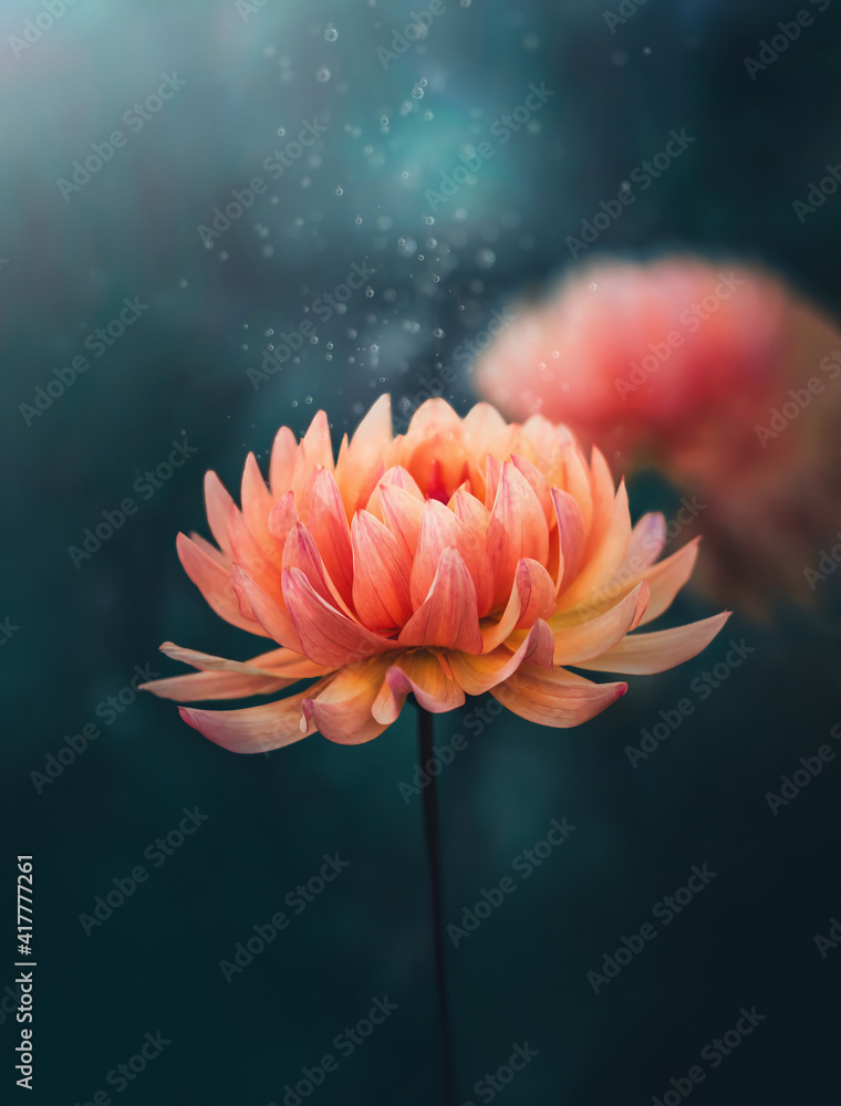 Macro of a single orange Autumn dahlia flower on dark aqua background. Blurred background with soft 