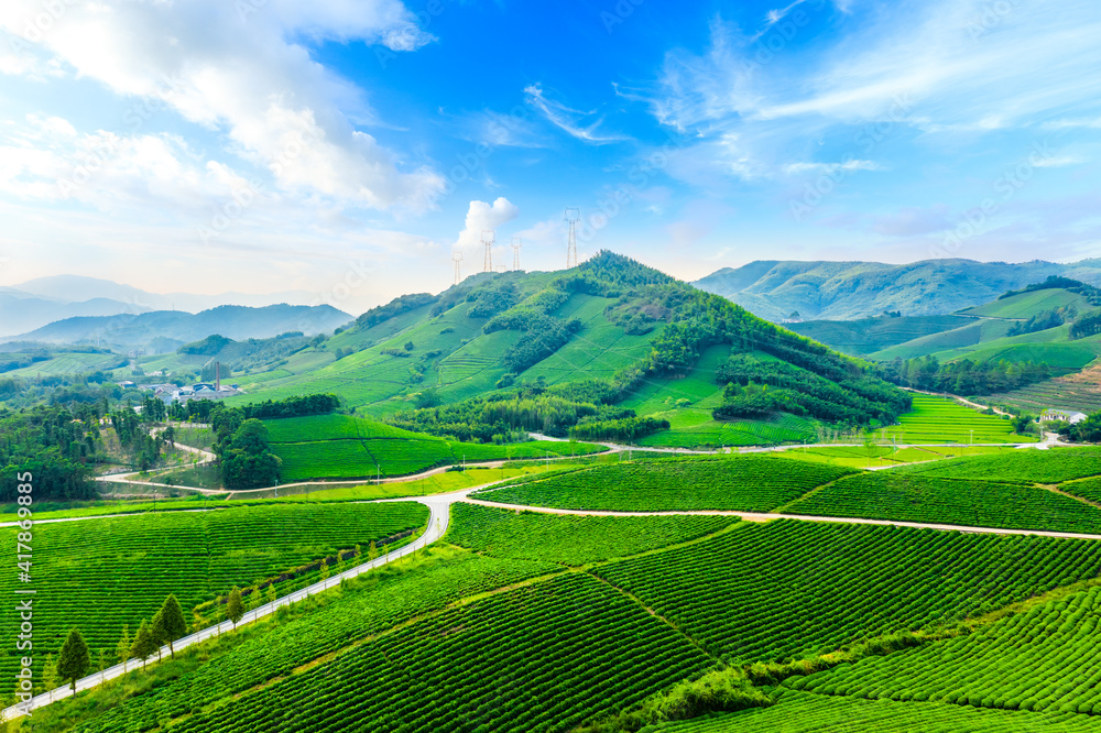 绿茶种植园鸟瞰图。