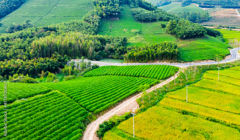 绿茶种植园鸟瞰图。