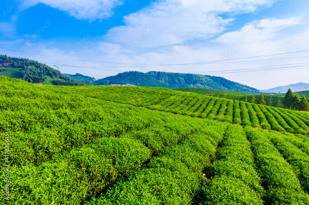 绿茶种植园鸟瞰图