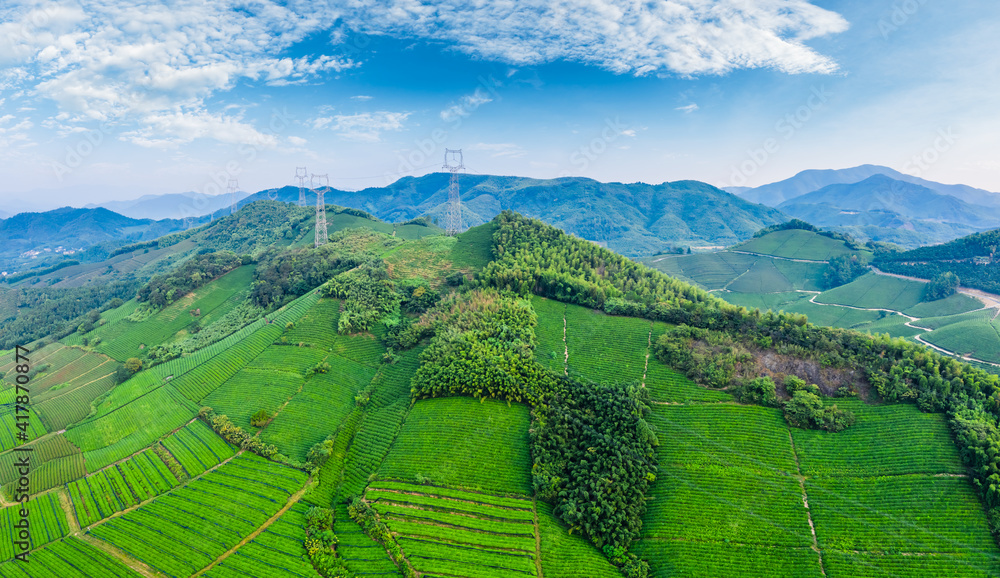 绿茶种植园鸟瞰图。