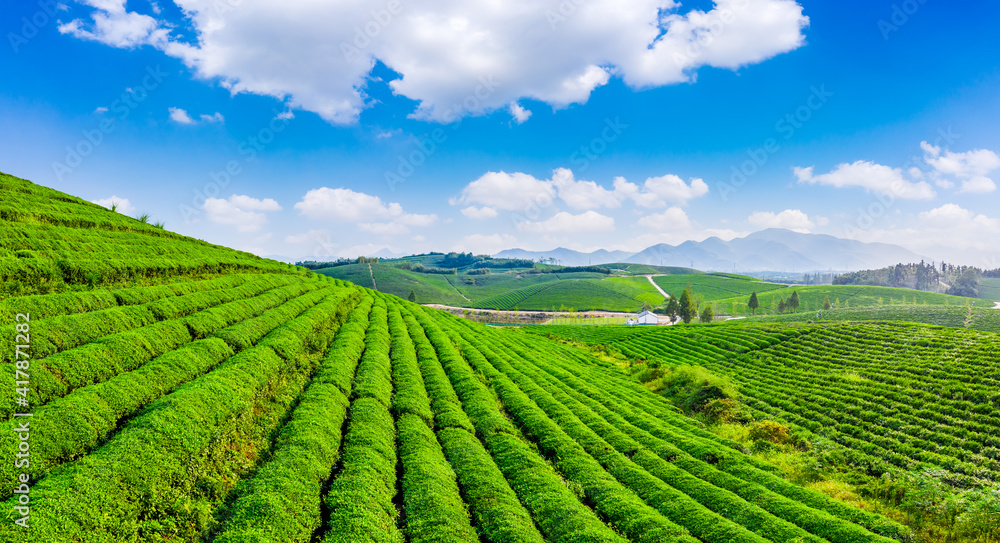 绿茶种植园鸟瞰图。