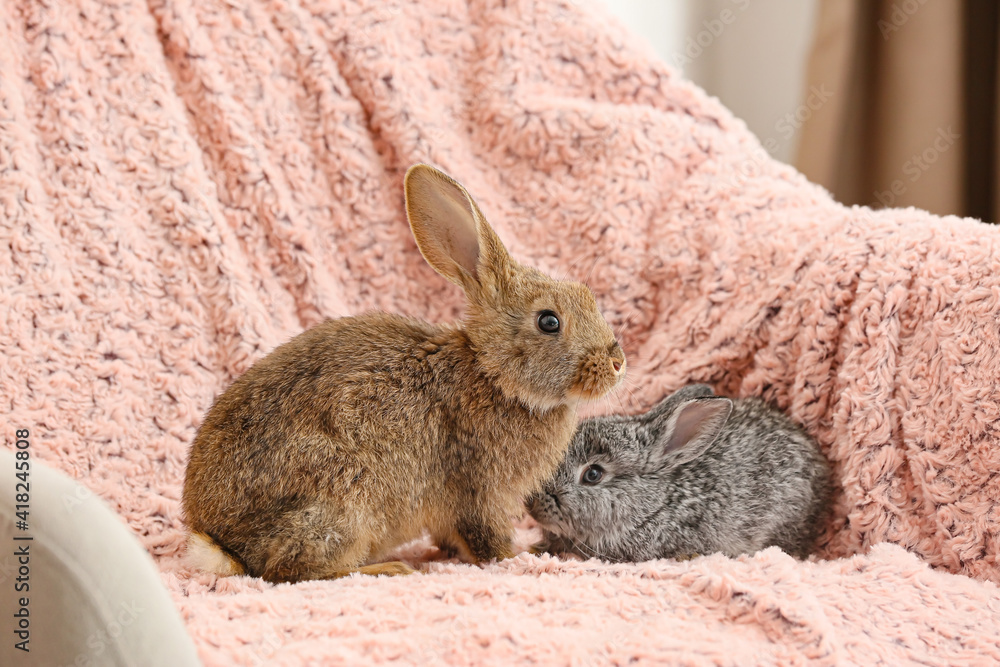 Cute rabbits on armchair in room