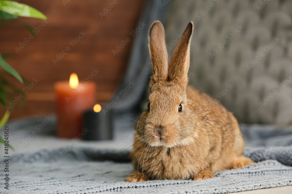 Cute rabbit on table in room