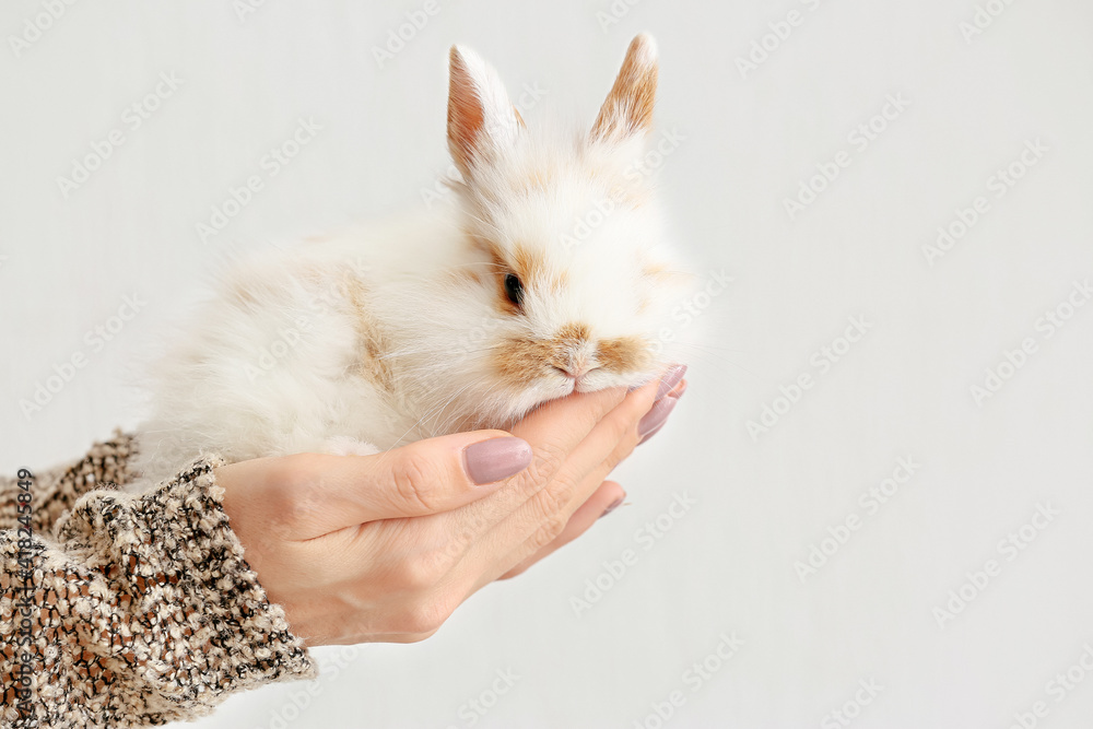 Hands of woman with cute rabbit on light background