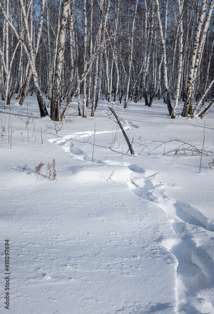 森林里的雪冬路