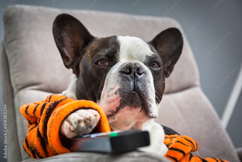 French bulldog in orange tiger bathrobe watch tv on the arm chair with remote control