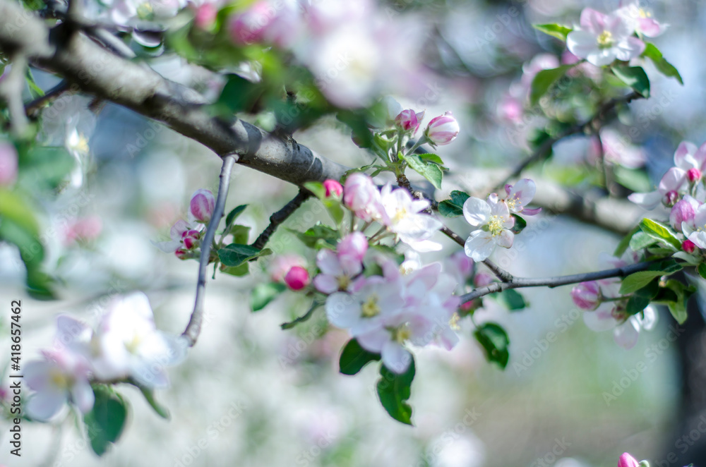 A branch of an apple tree is blooming.