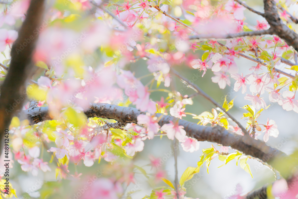 ピンク色の花びらが綺麗な満開の桜