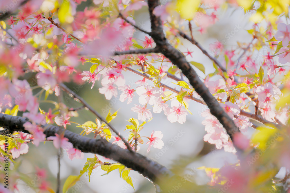 ピンク色の花びらが綺麗な満開の桜