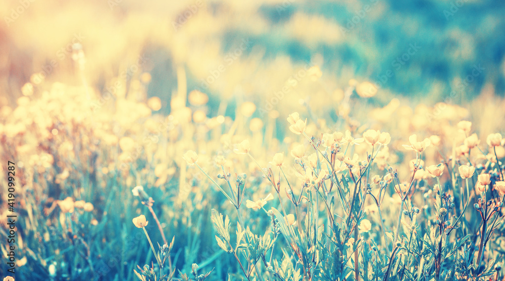 Field flower in nature on sunlight.