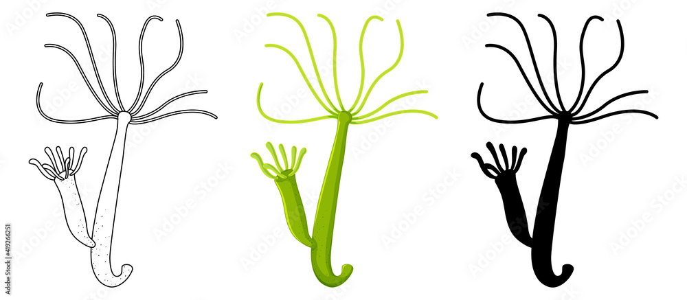 Set of Freshwater hydra in silhouette and doodle on white background