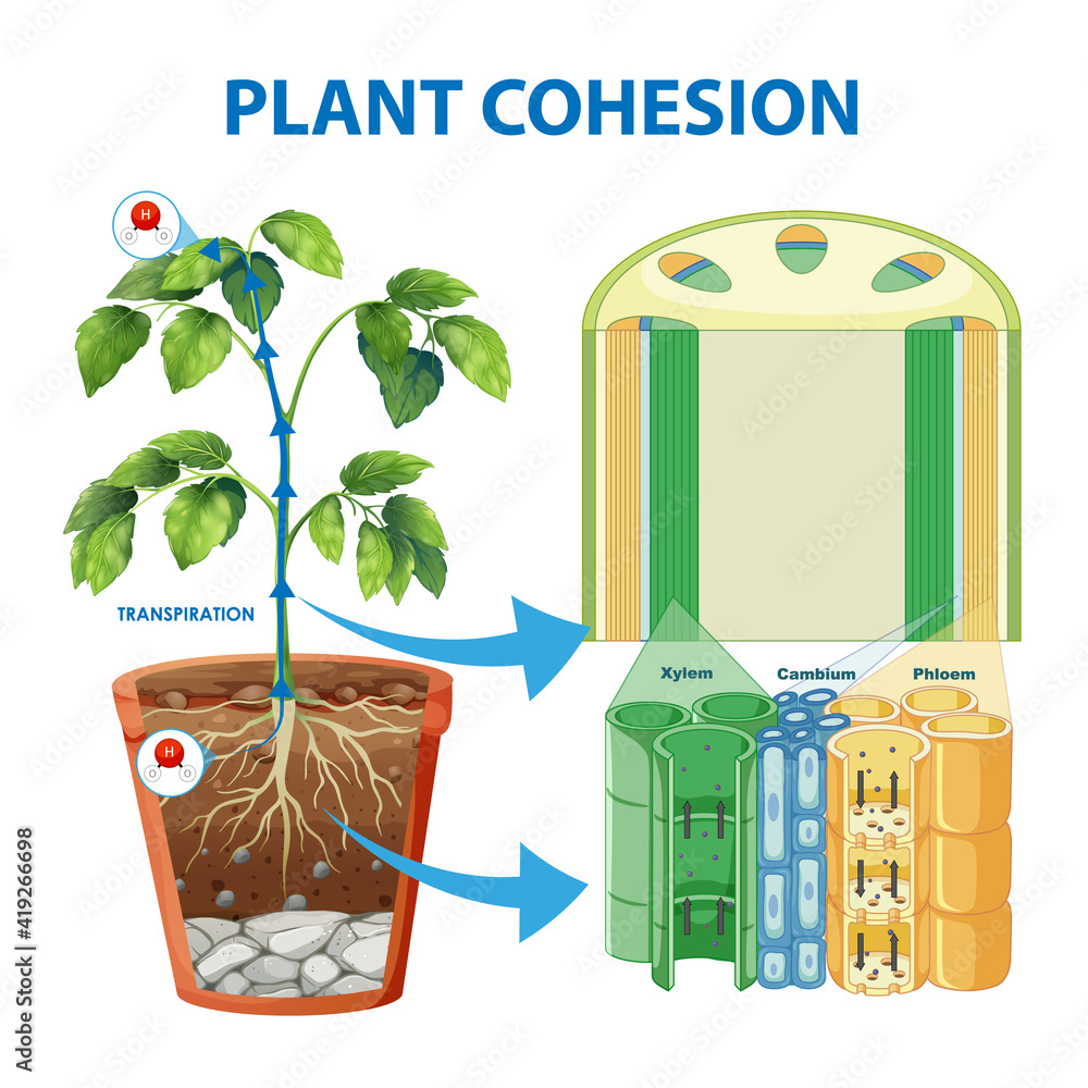 植物凝聚力示意图