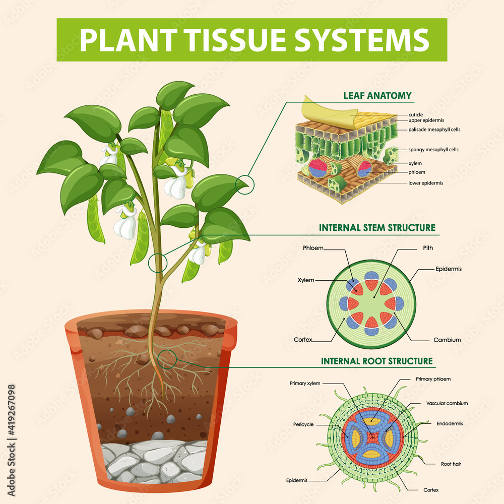 植物组织系统示意图