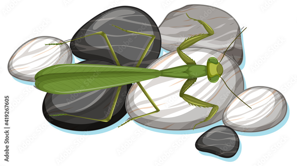白底石头上的螳螂俯视图