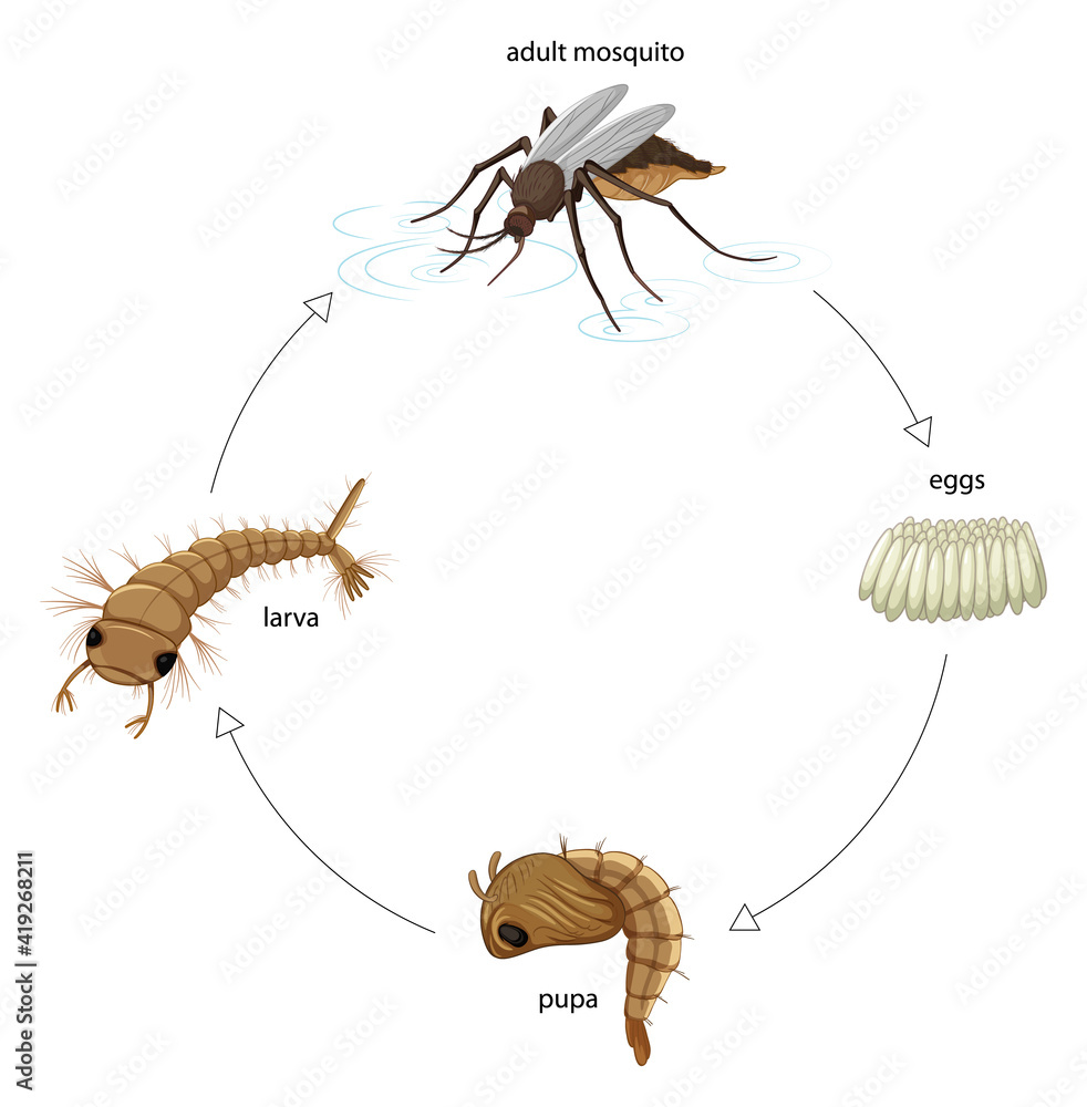 白底蚊子生命周期示意图