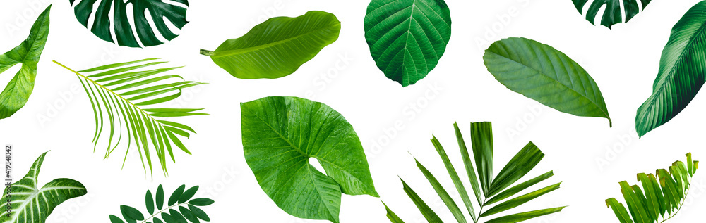 More beautiful exotic tropical leaves, isolated leaf background