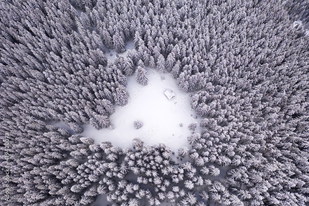 Aerial drone top down fly over winter spruce and pine forest with wooden cabin. Fir trees in mountai