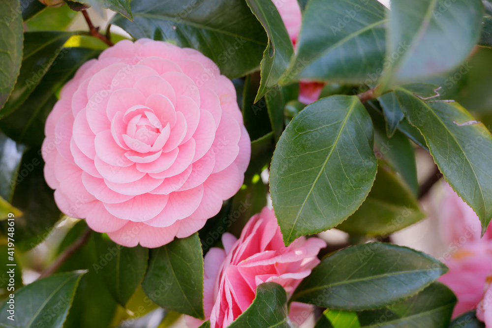 綺麗に咲いたピンク色の椿の花