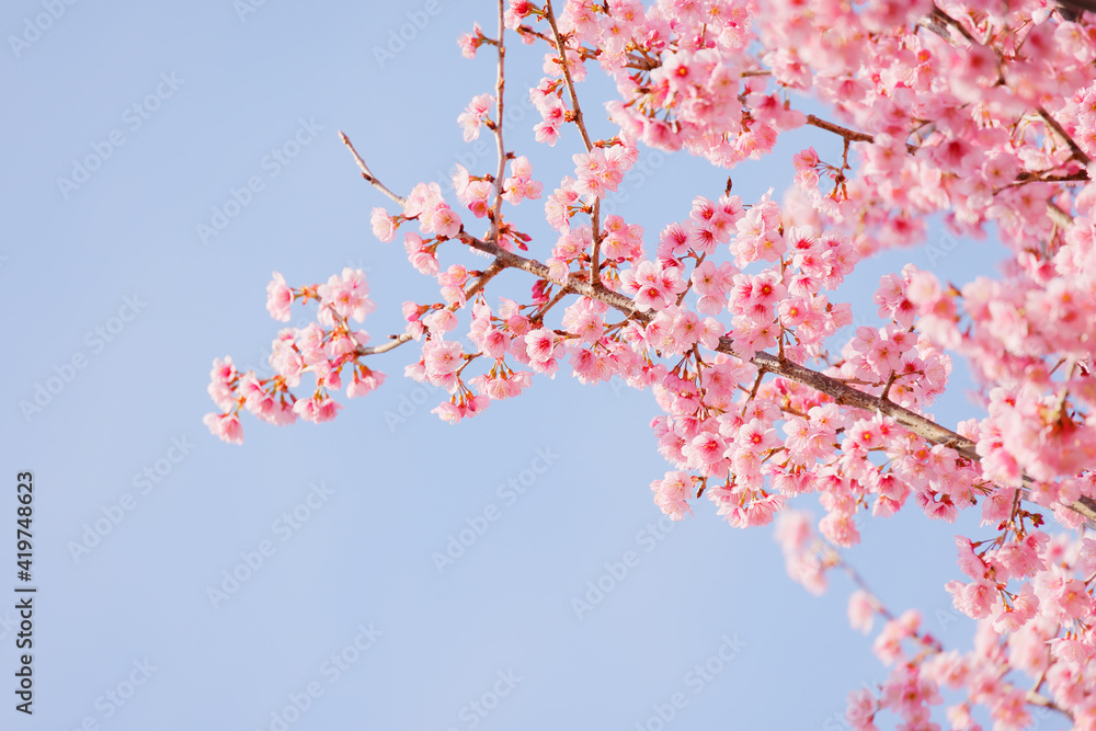 ピンク色の花びらが綺麗な満開の桜