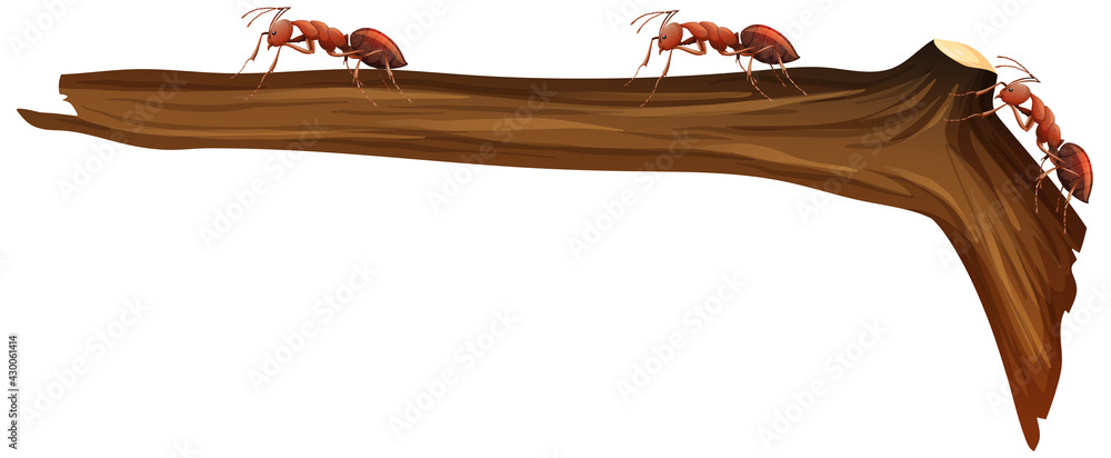 Close up of many red ants walking on a branch on white background