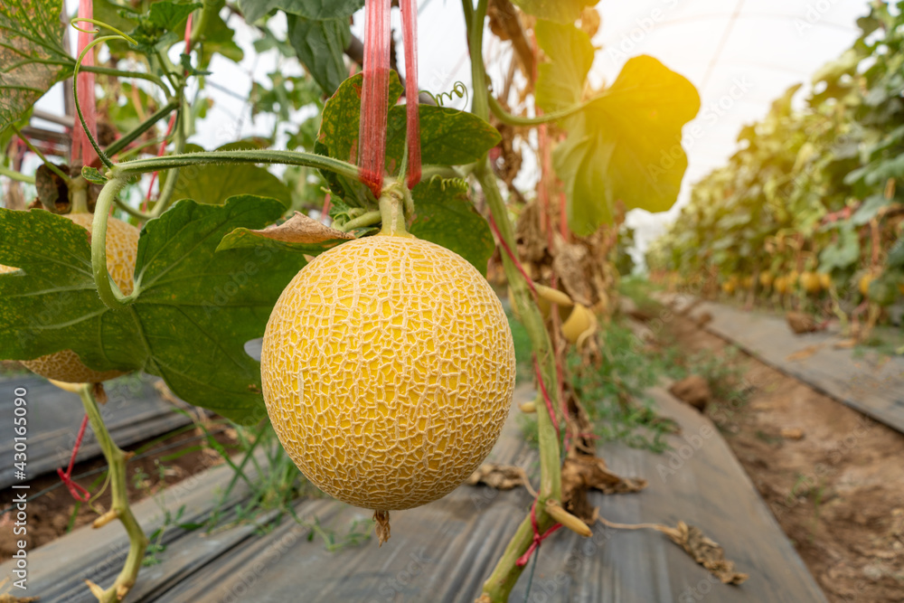 Yellow orgranic melons fruit or cantaloupe in melons farm plant green house.