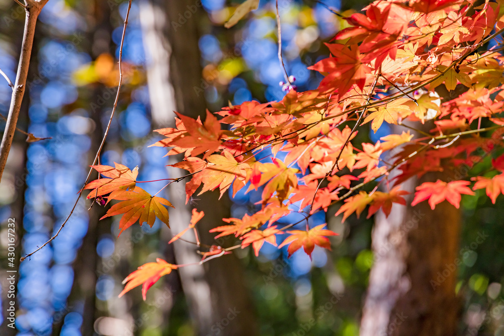 太陽の光を浴びる紅葉した楓