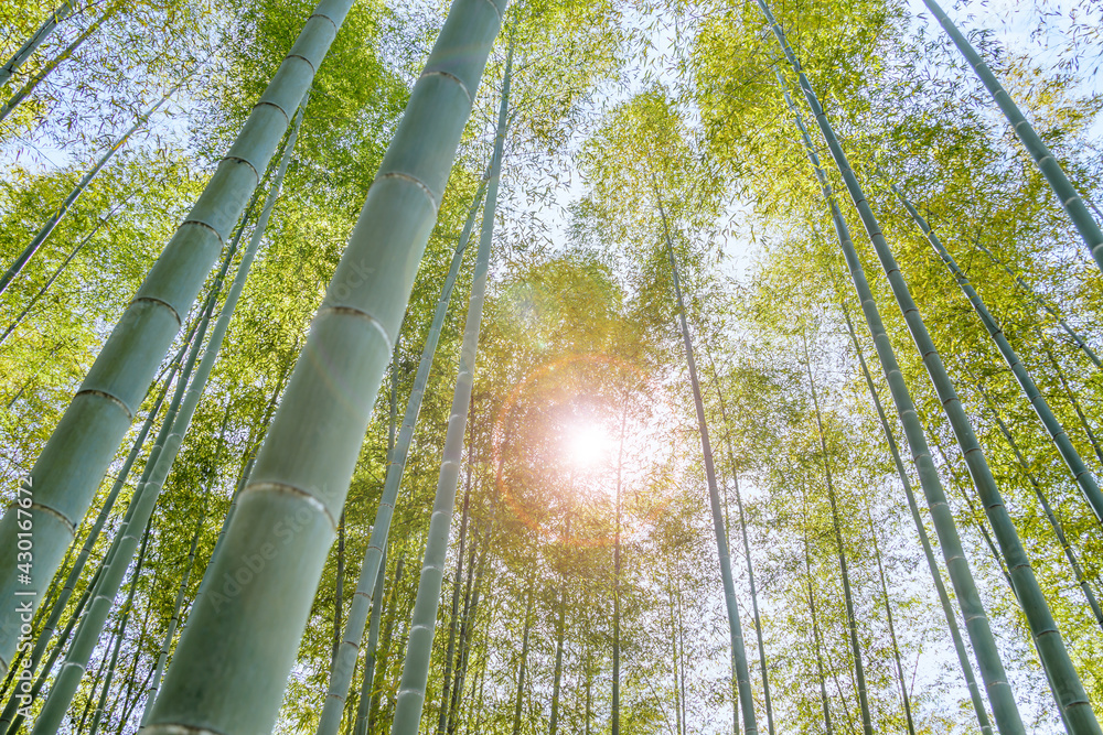 瑞々しい新緑の竹林