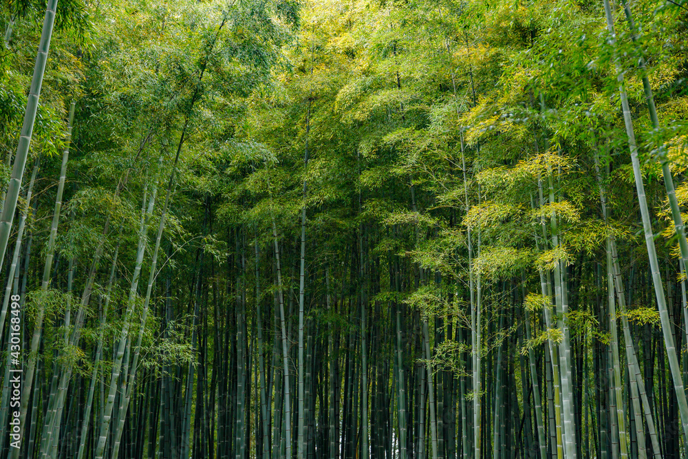 瑞々しい新緑の竹林