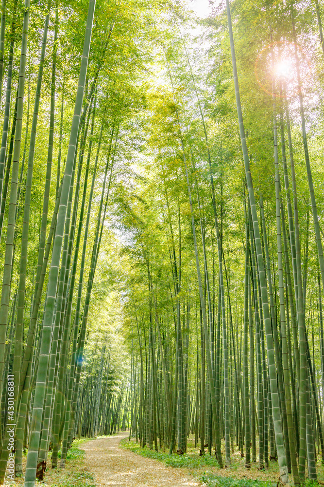 瑞々しい新緑の竹林