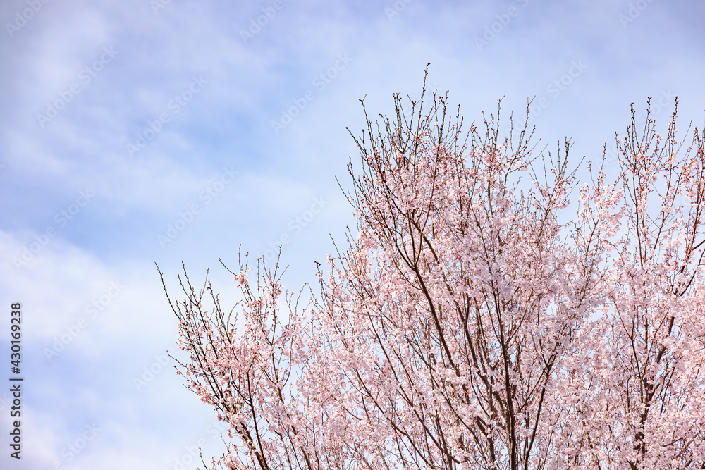 ピンク色の花びらが綺麗な桜の花