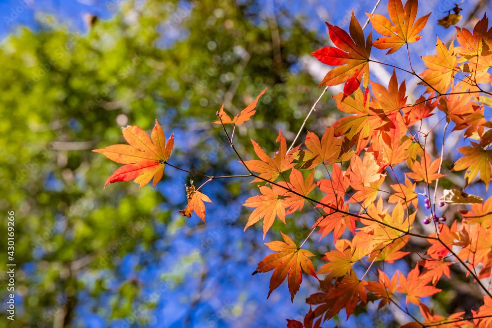 太陽の光を浴びる紅葉した楓