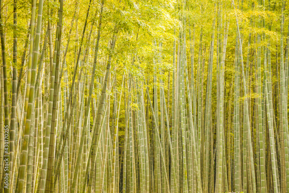 瑞々しい新緑の竹林