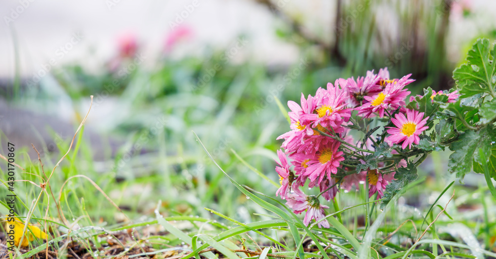 水滴が綺麗な紫色の花