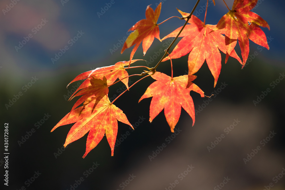 太陽の光を浴びる紅葉した楓