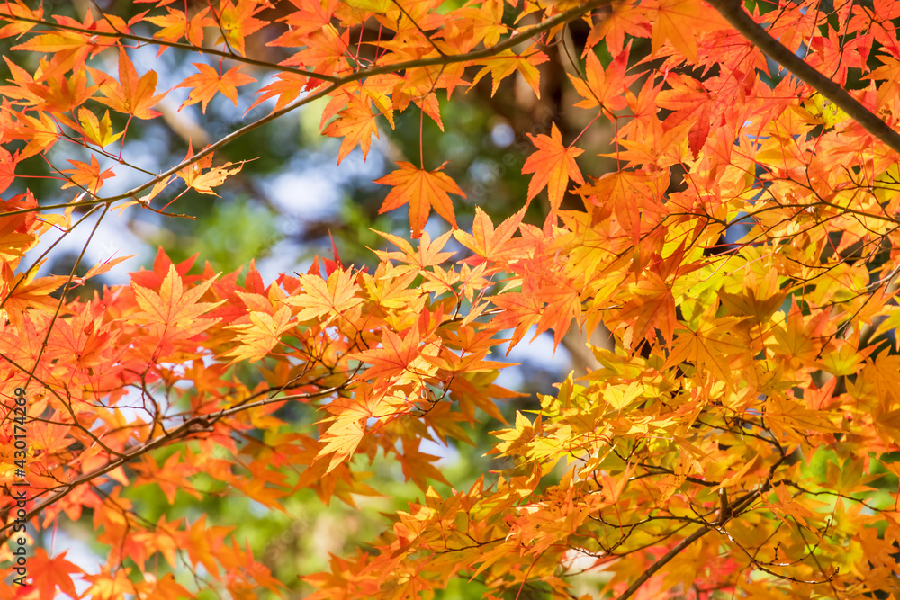 太陽の光を浴びる紅葉した楓