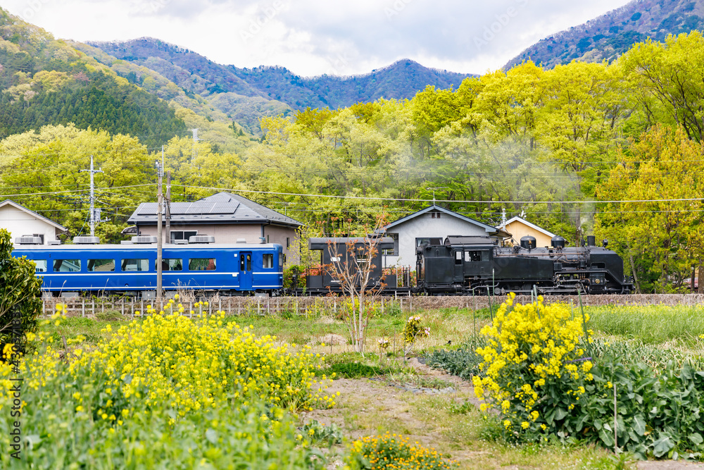 満開の菜の花の横を走る蒸気機関車