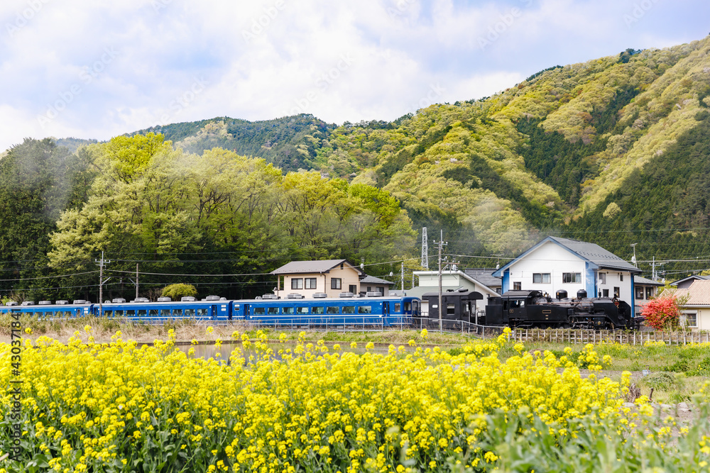 満開の菜の花の横を走る蒸気機関車