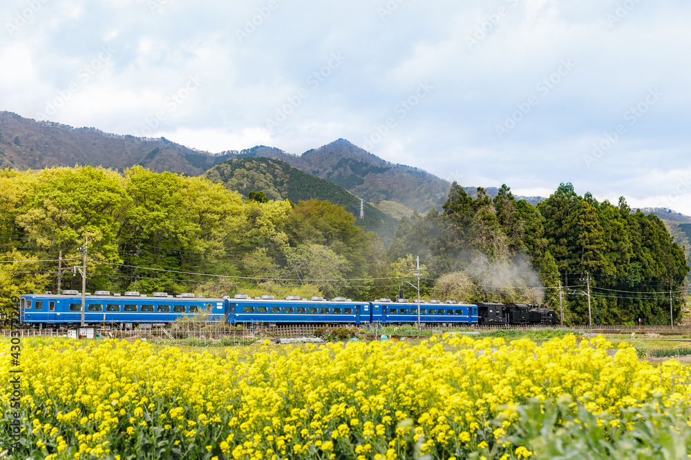 満開の菜の花の横を走る蒸気機関車