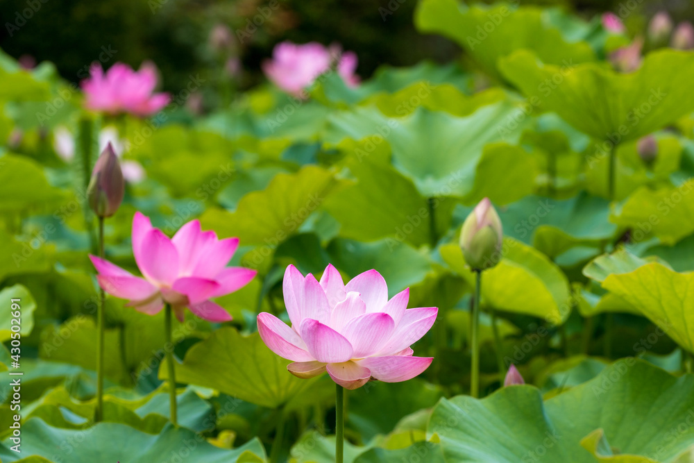 pink lotus flower