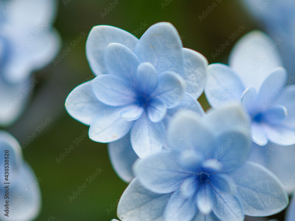 青い紫陽花の花のクローズアップ