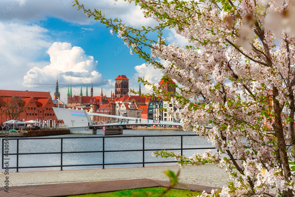 Spring scenery of the old town in Gdańsk around blooming trees. Poland